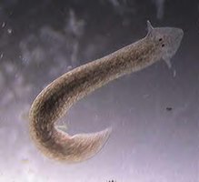 Planaria, an organism capable of asexual reproduction by fission