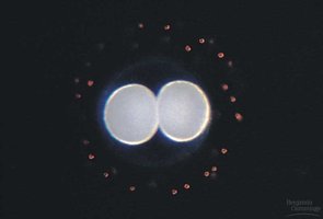 Cell division during development