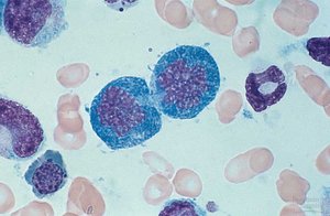 Cell division for tissue repair