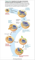 Diagram of endosymbiosis hypothesis for mitochondria and plastids