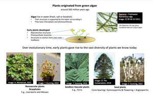 Plant evolution from green algae and diversity of plant groups