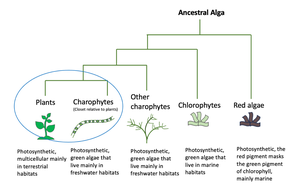 Phylogenetic tree showing relationship between plants, charophytes, and other algae