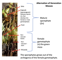 Alternation of generation in mosses