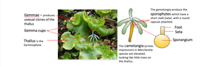 Liverwort reproductive structures and sporophyte