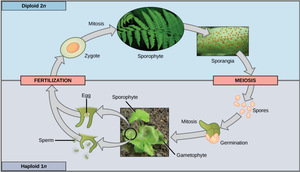 Fern alternation of generations life cycle diagram