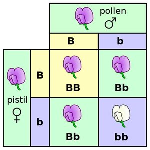 Punnett square for a monohybrid cross