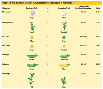 Diagram of homologous chromosomes with alleles for flower color