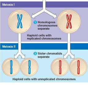 Diagram showing segregation of alleles and Punnett square