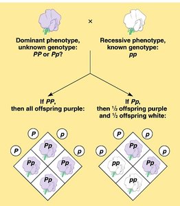 Diagram of test cross to determine genotype