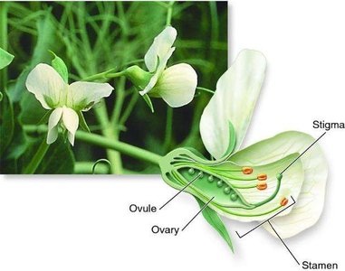 Diagram of pea flower anatomy showing ovule, ovary, stigma, and stamen