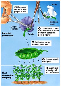 Diagram of Mendel's cross-pollination experiment in peas