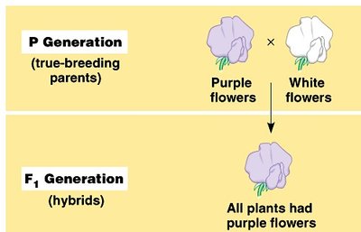Diagram showing P generation cross and F1 generation results