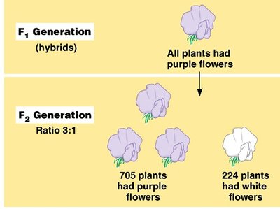 Diagram showing F1 and F2 generation results with 3:1 ratio