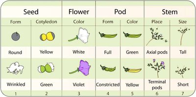 Table summarizing seven pea plant traits studied by Mendel