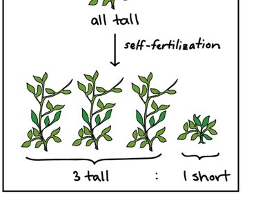 Table of Mendel's F1 crosses for seven characters in pea plants