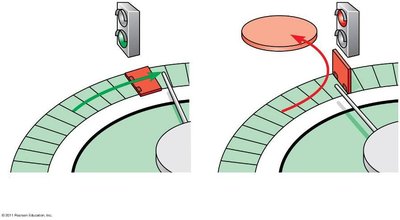 Diagram showing go-ahead and stop signals at cell cycle checkpoints