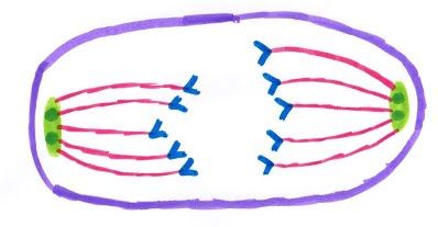 Drawing of anaphase with chromosomes separating