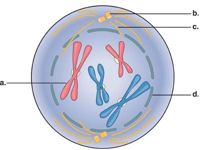 Diagram of metaphase with labeled structures
