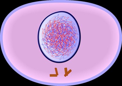 Diagram of interphase with chromatin