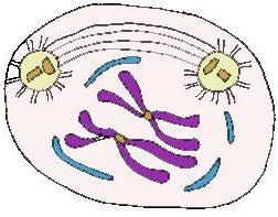 Drawing of prophase with chromosomes condensing