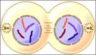 Diagram of cytokinesis with two daughter cells