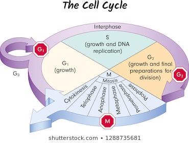 Diagram of the cell cycle with checkpoints