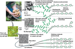 Structures of starch, glycogen, and cellulose