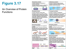 Protein functions
