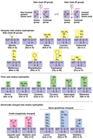Amino acid side chains and properties