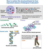 Carbon as the structural basis for four classes of biological molecules