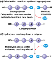 Dehydration and hydrolysis reactions