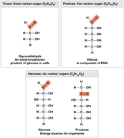 Examples of triose, pentose, and hexose sugars