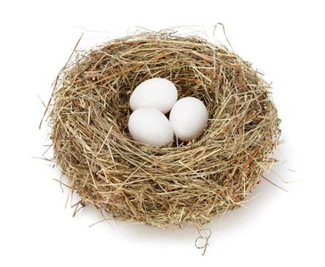 Reptile eggs hatching