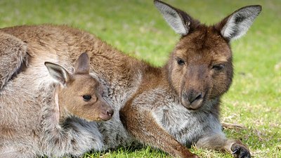 Examples of eutherian mammals