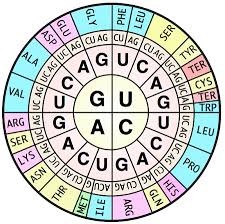 Codon Wheel