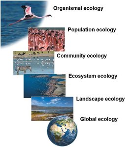Diagram showing the hierarchy of ecological research: organismal, population, community, ecosystem, landscape, and global ecology