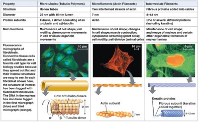 Comparison table of cytoskeletal elements