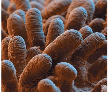 Cilia and flagella structure and function