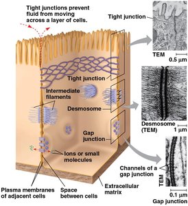Types of intercellular junctions