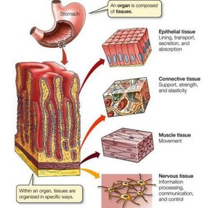 Organization of tissues in an organ