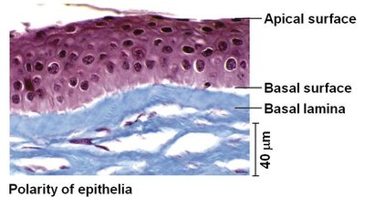 Polarity of epithelial tissue