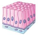 Connective tissue and extracellular matrix