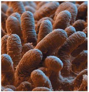 Microvilli on the surface of epithelial cells