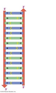 Complementary base pairing and antiparallel strands in DNA