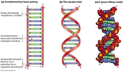 Double helix structure of DNA