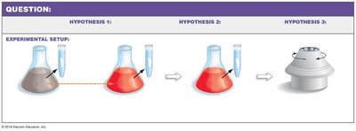 Experimental setup for testing DNA replication models