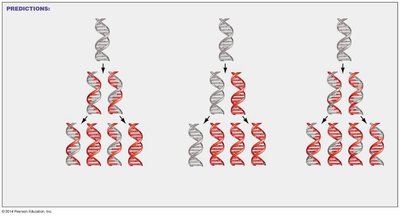 Predictions of semiconservative, conservative, and dispersive replication