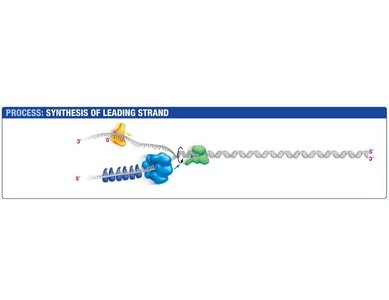 Primase synthesizes RNA primer during DNA replication