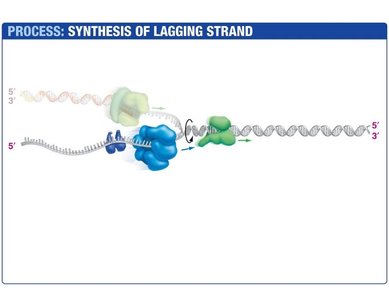 Synthesis of the lagging strand with Okazaki fragments