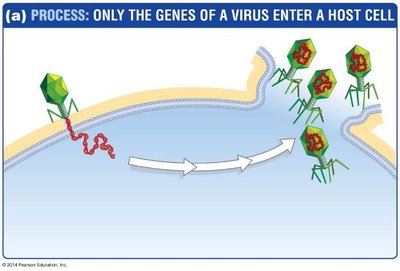 Diagram showing only the genes of a virus entering a host cell